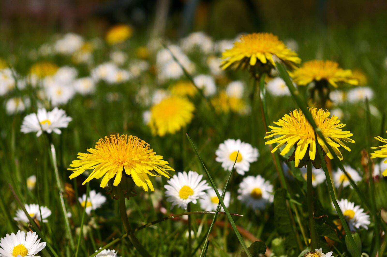 Pentax *ist DL2 sample photo. Spring meadow, meadow, spring photography