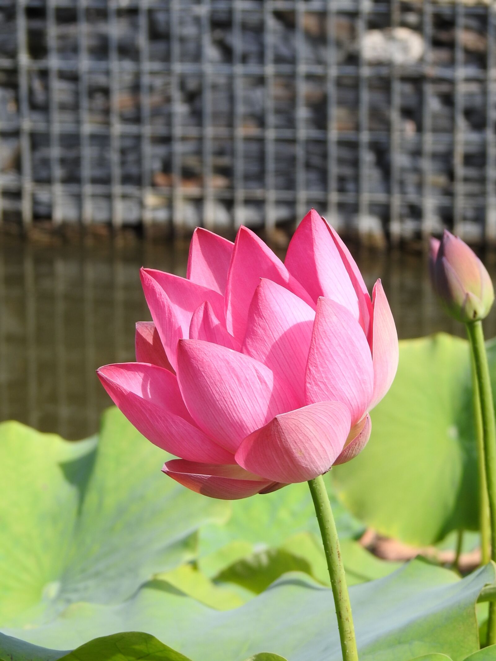 Nikon Coolpix P900 sample photo. Plant, flower, lotus photography