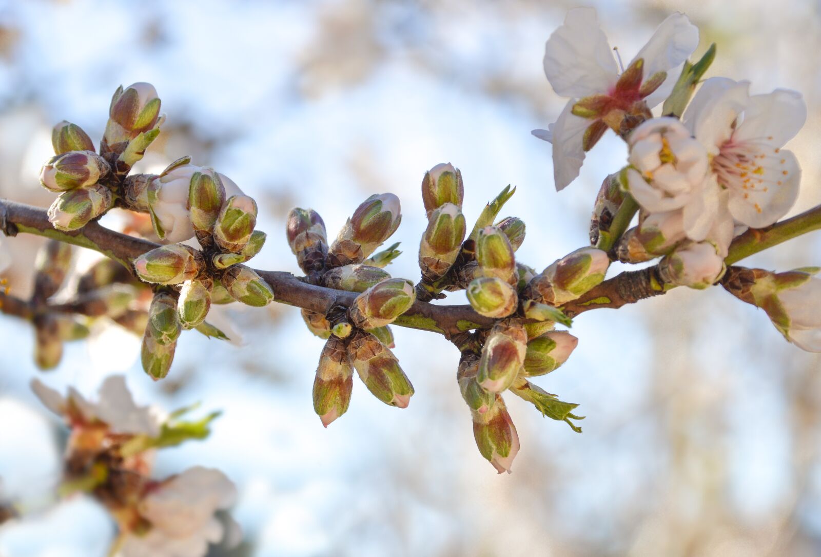Nikon D3200 sample photo. Nature, blossom, white photography