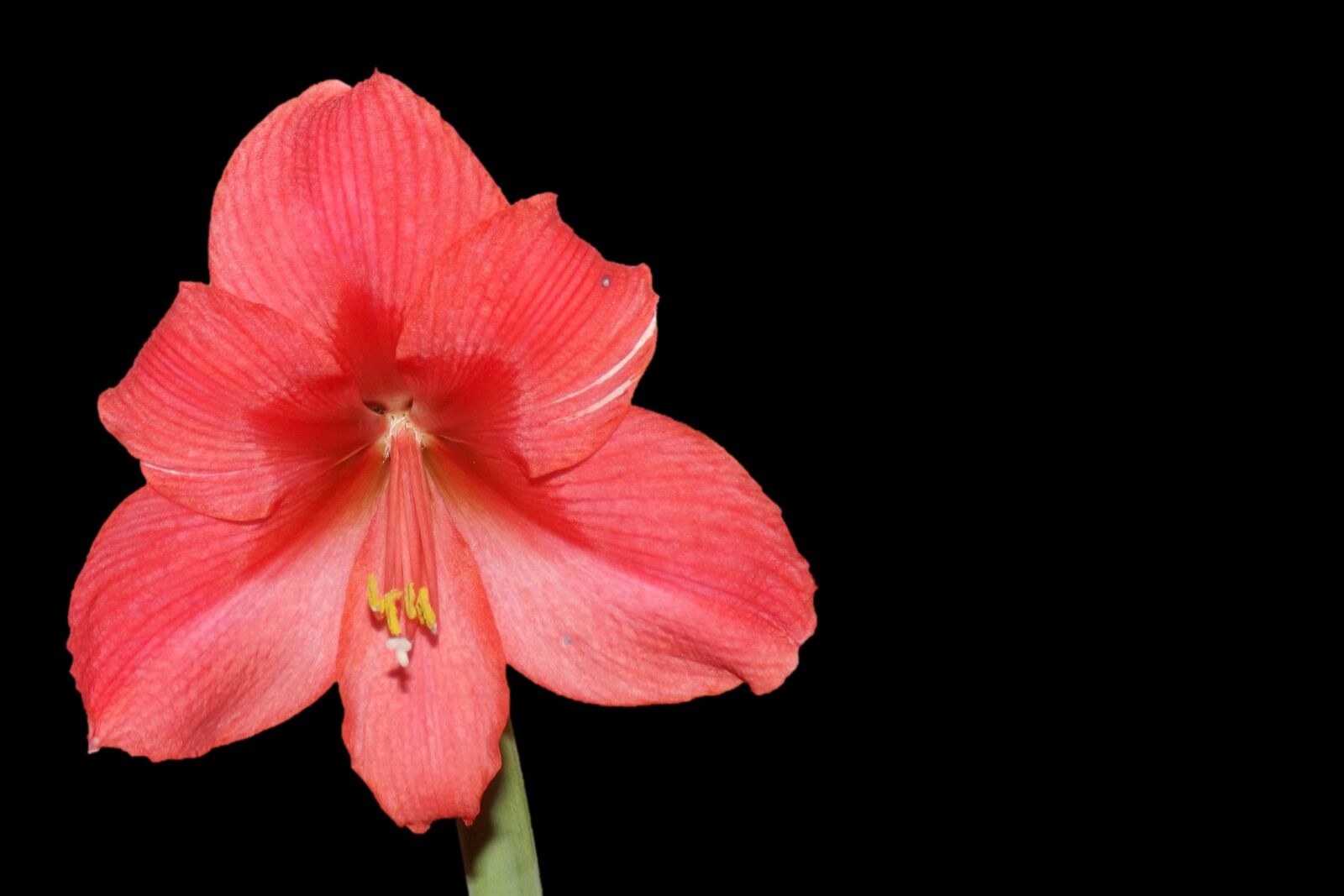 Fujifilm FinePix S4300 sample photo. Amaryllis, blossom, bloom photography