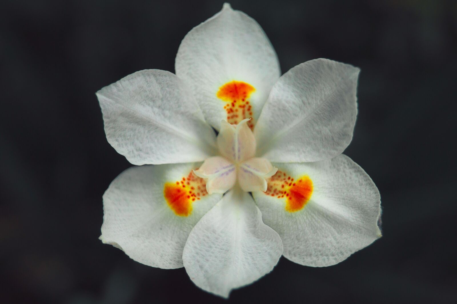 Sony SLT-A37 sample photo. White flower, garden, approach photography