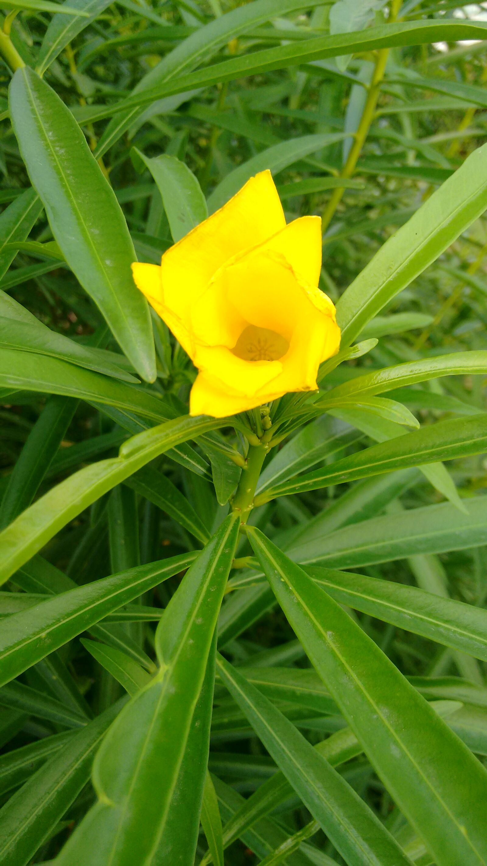 Motorola Moto G (2nd Gen) sample photo. Flowers, green, park, plants photography