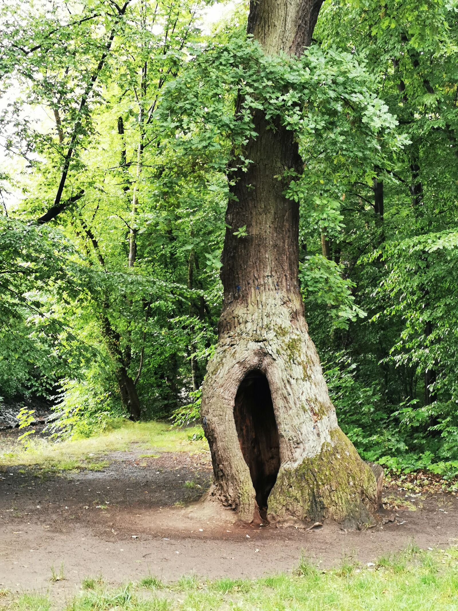 HUAWEI P30 Pro sample photo. Tree, log, nature photography