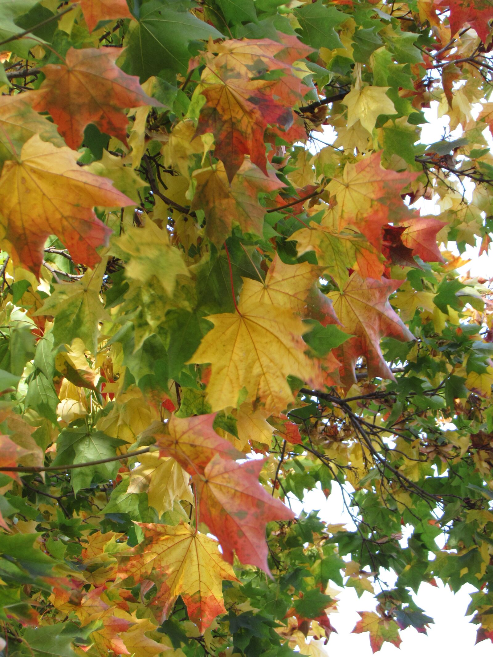 Canon PowerShot SX510 HS sample photo. Maple, foliage, autumn photography