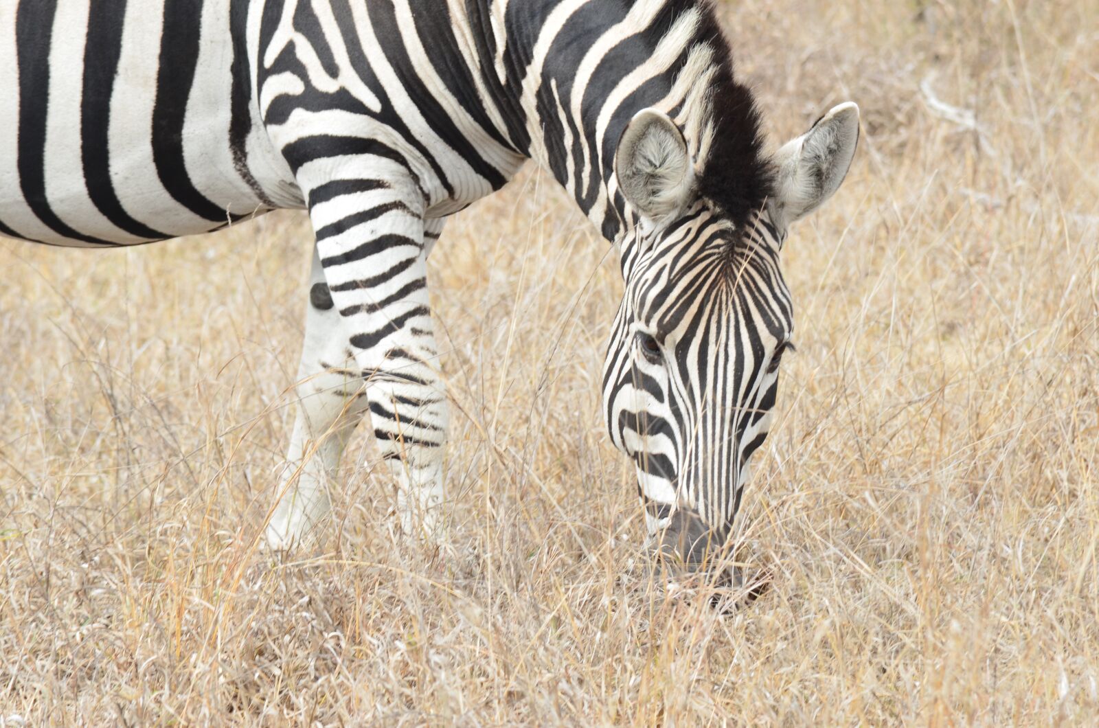 Nikon D7000 sample photo. Zebra, africa, savannah photography