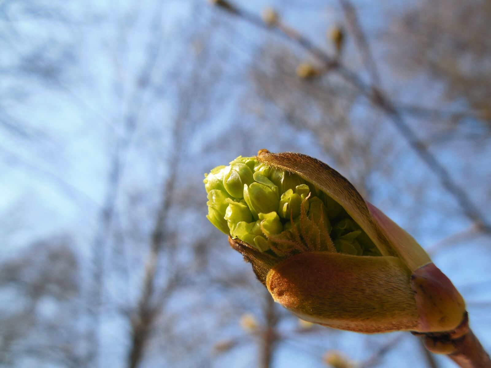 Nikon COOLPIX L620 sample photo. A blooming bud, spring photography