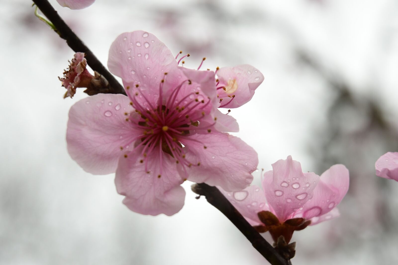 Nikon D7500 sample photo. Peach blossom, dewdrops, bloom photography