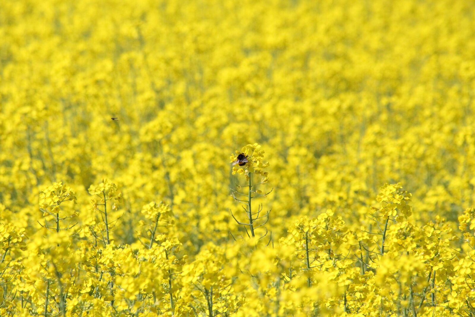Canon EF-S 55-250mm F4-5.6 IS STM sample photo. Rape, bumblebee, rape field photography