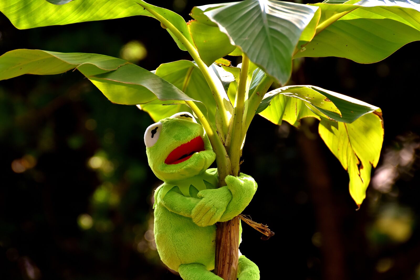 Nikon D7200 sample photo. Exasperate, kermit, frog photography