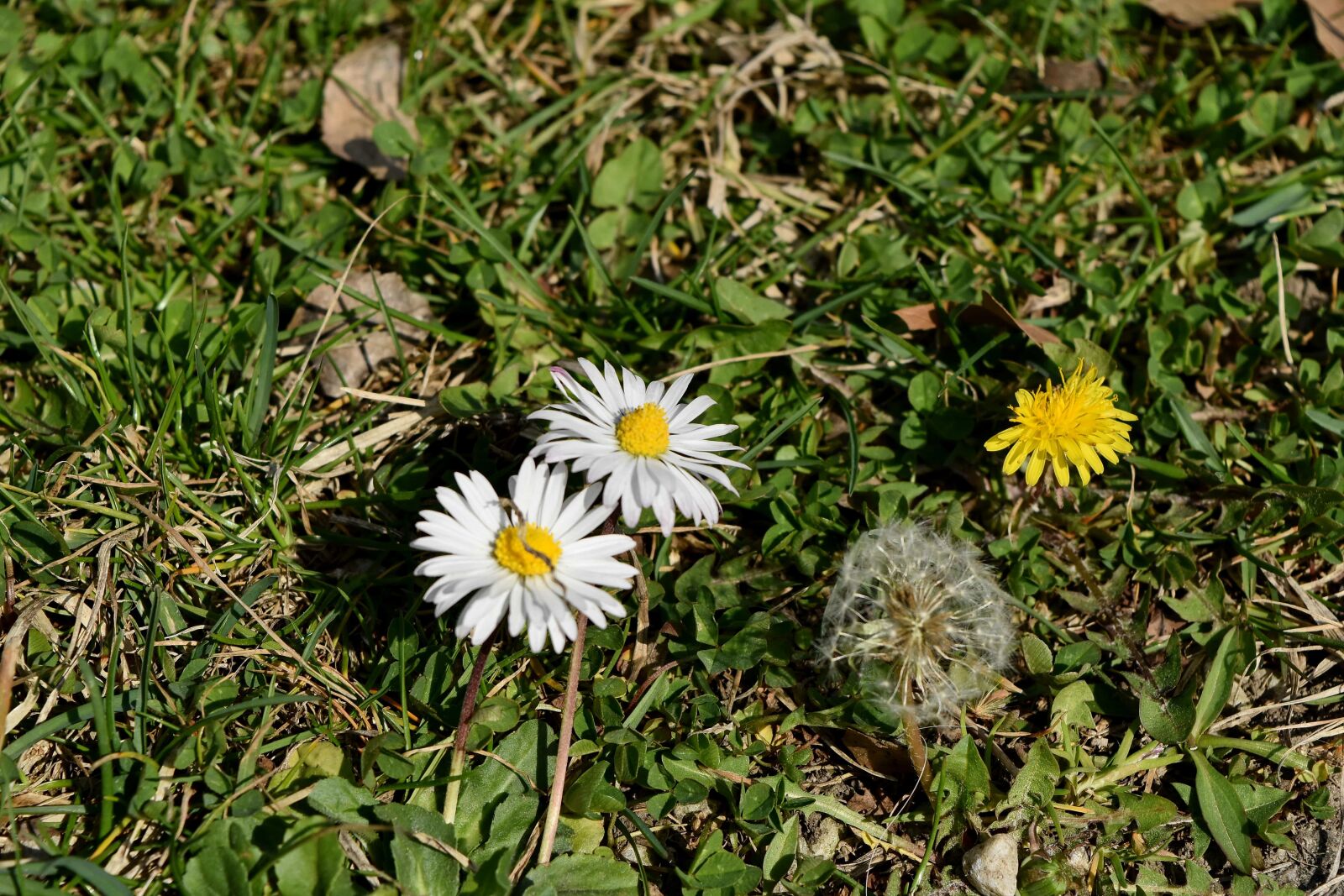 Nikon D5500 sample photo. Daisies, dandelion, green grass photography