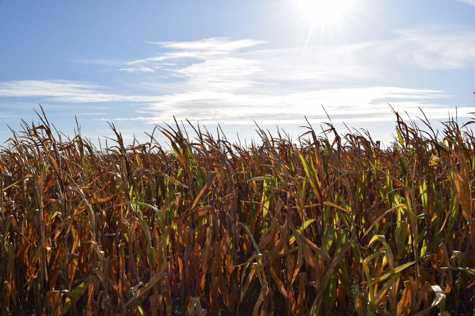 Nikon D3300 sample photo. Field, corn, sky photography