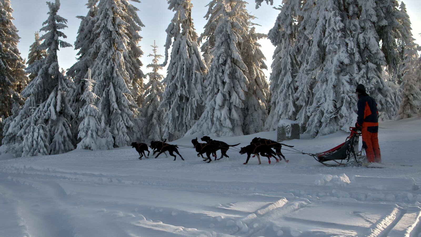 Nikon D7000 sample photo. Dog sledding, dogs, cooperation photography