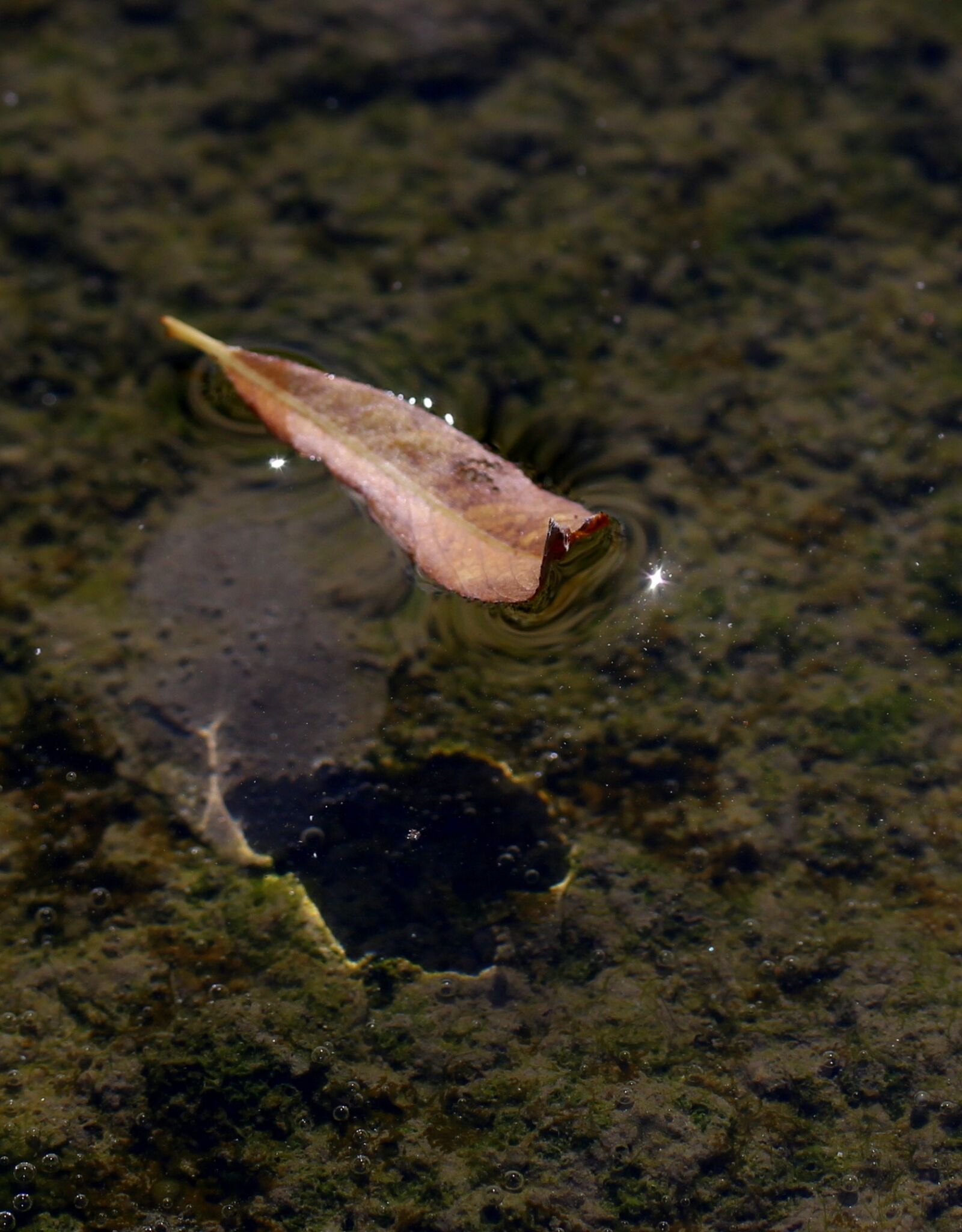 Canon EF-S 60mm F2.8 Macro USM sample photo. Leaf, dry, water photography