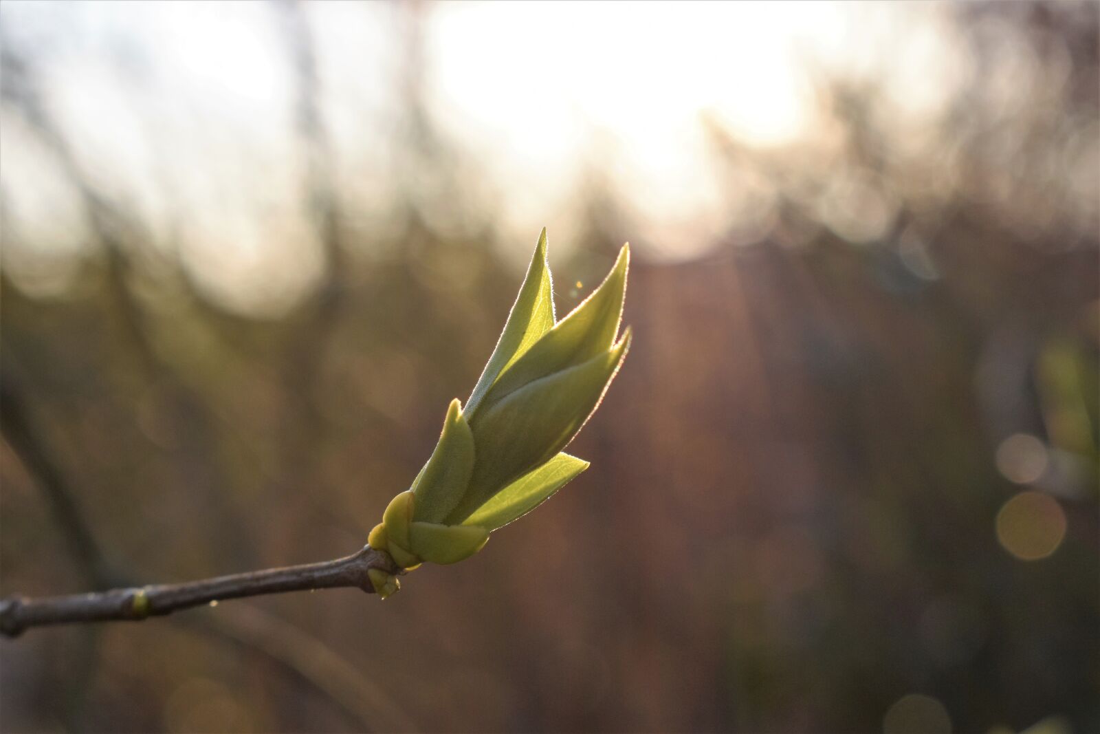 Nikon D5500 sample photo. Lilac, leaves, spring photography