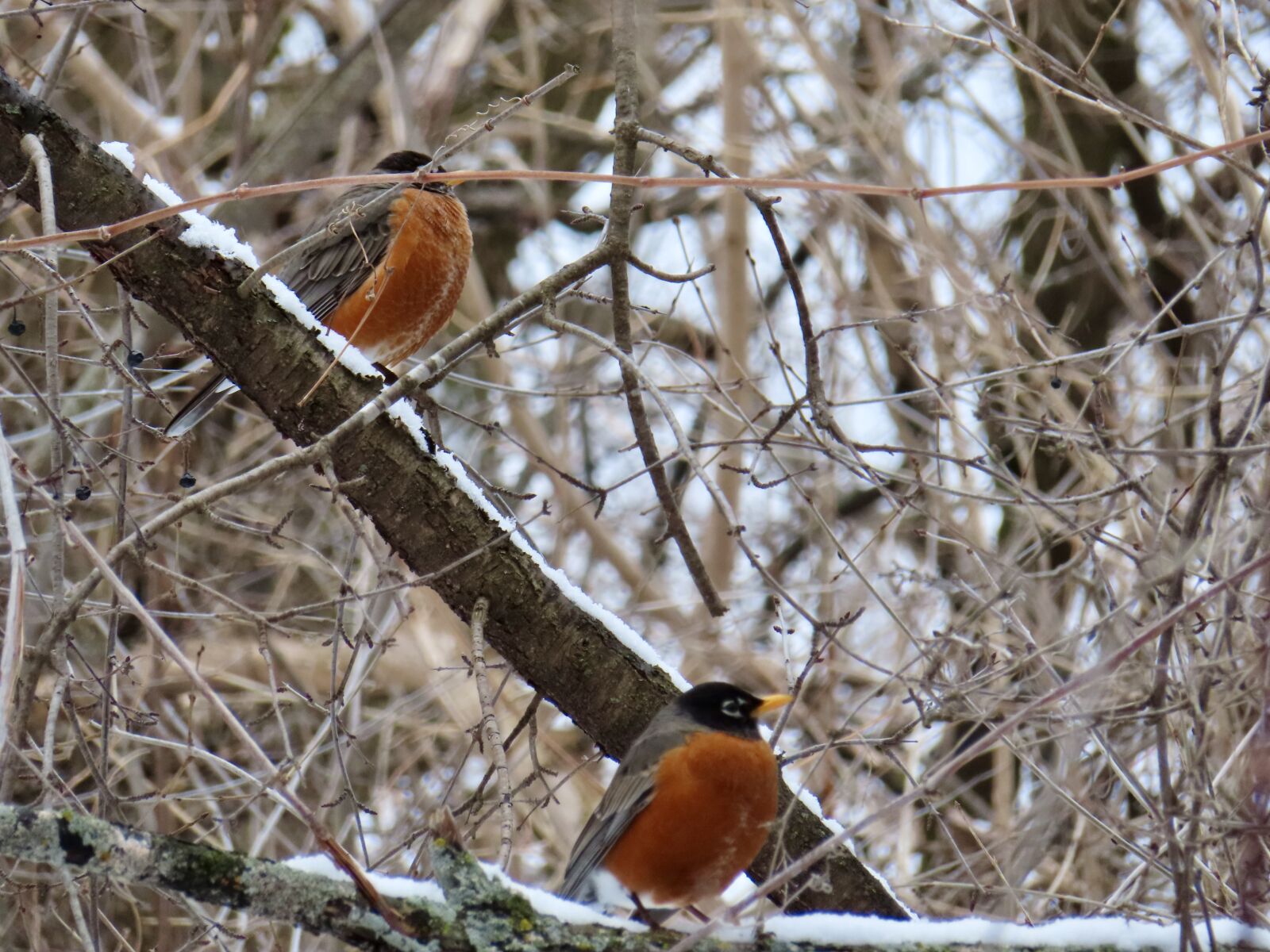 Canon PowerShot SX740 HS sample photo
