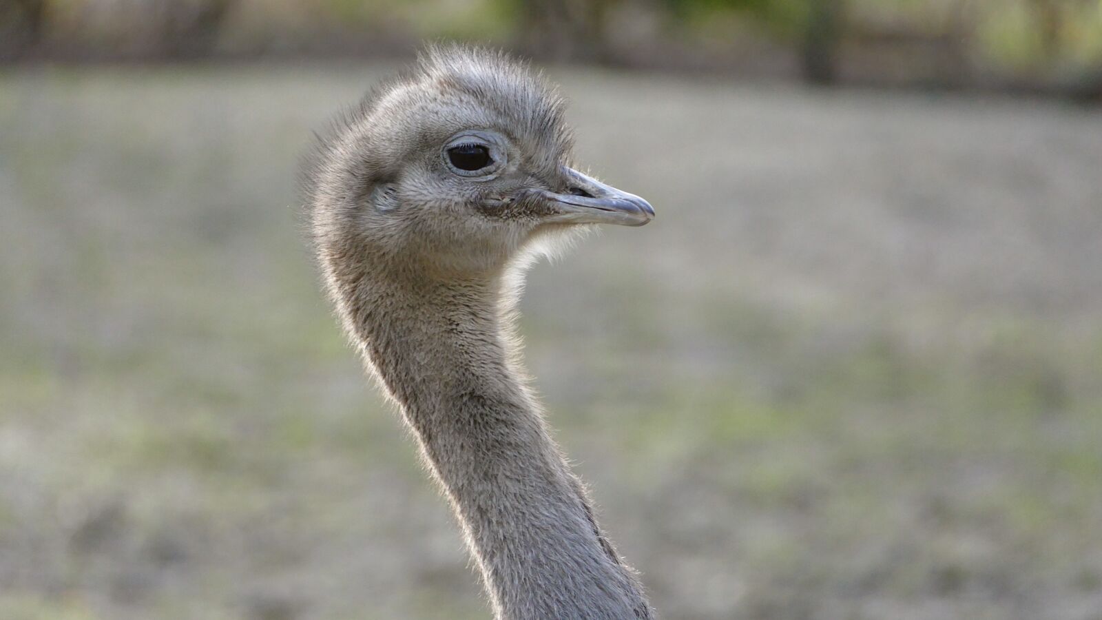 Panasonic Lumix DMC-FZ1000 sample photo. Ostrich, bird, head photography