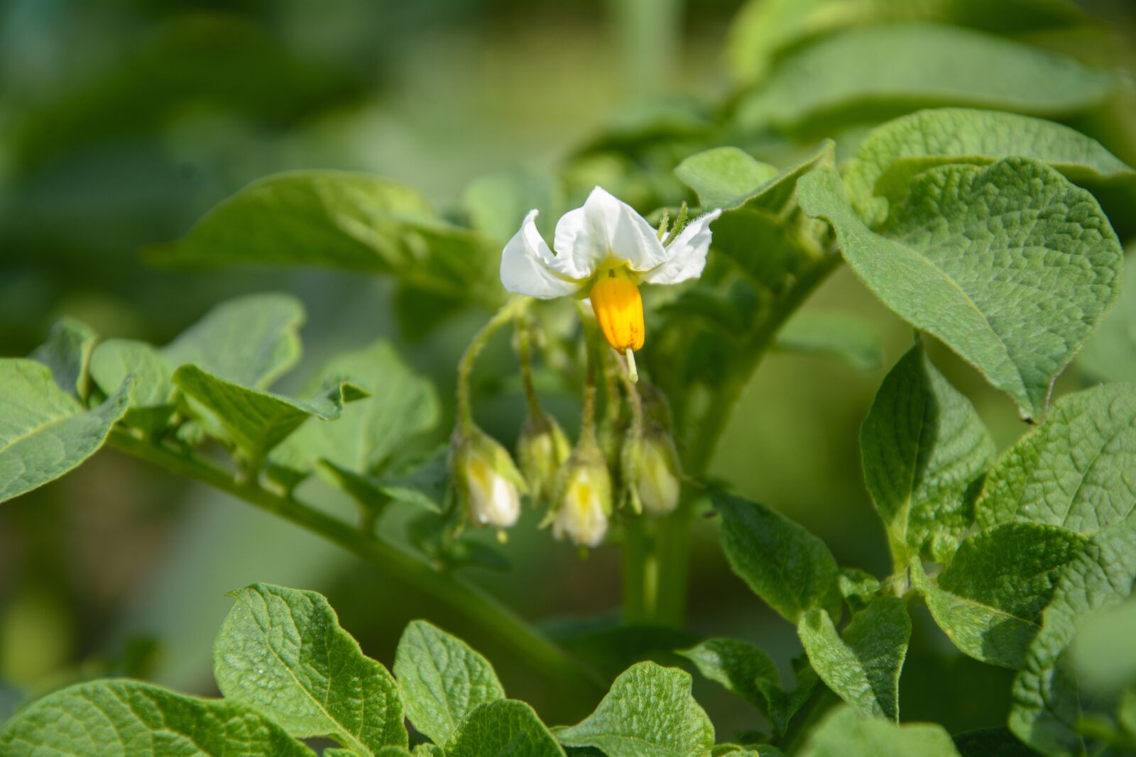 Nikon D7100 sample photo. Potato, plant, food photography