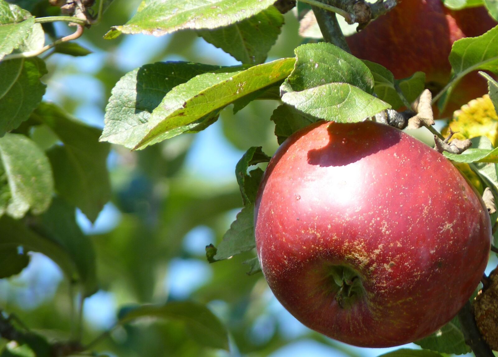 Panasonic Lumix DMC-FZ35 (Lumix DMC-FZ38) sample photo. Apple, red, thanksgiving photography