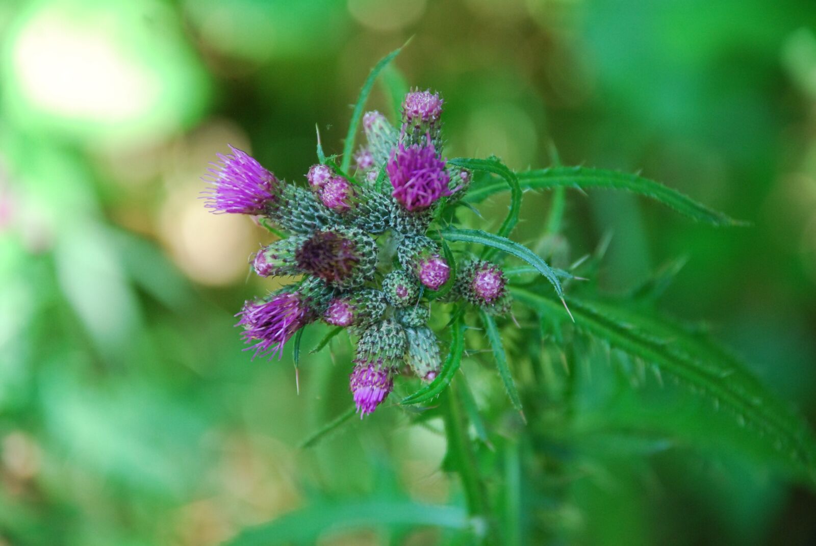 Nikon D80 sample photo. Purple, blossom, bloom photography