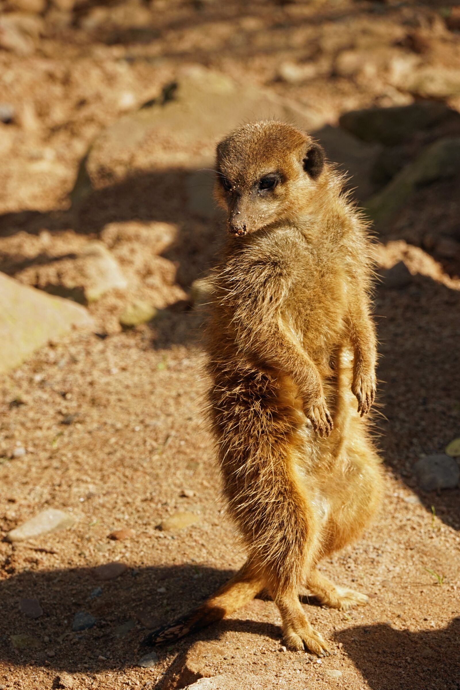 Sony a7 + Sony FE 24-240mm F3.5-6.3 OSS sample photo. Meerkat, guard, attention photography