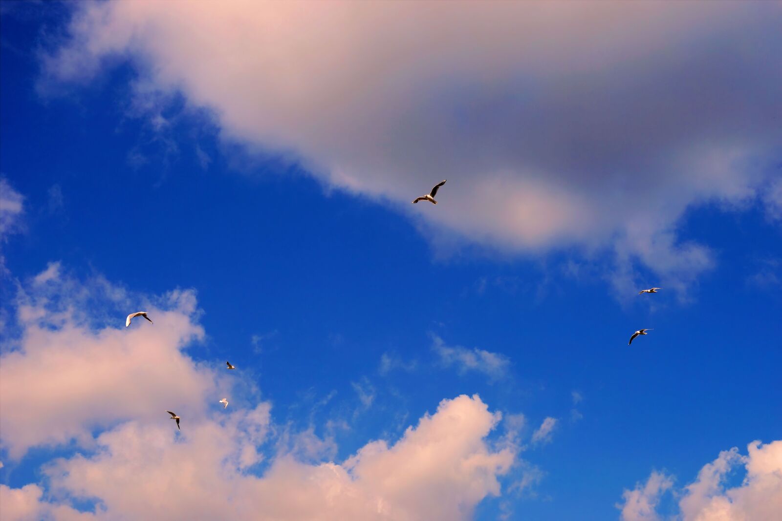 Sony a99 II sample photo. Sky, covered, clouds photography