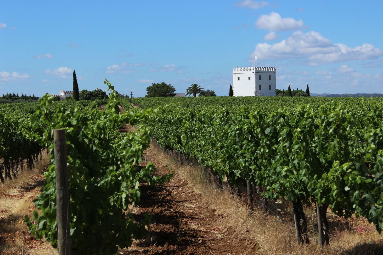 Canon EOS 600D (Rebel EOS T3i / EOS Kiss X5) sample photo. Vineyard, creepers, agriculture photography