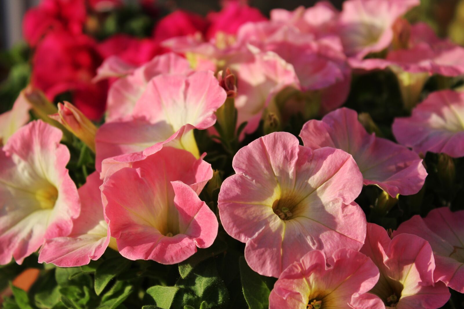 Canon EOS 1300D (EOS Rebel T6 / EOS Kiss X80) sample photo. Petunia, flower, spring photography
