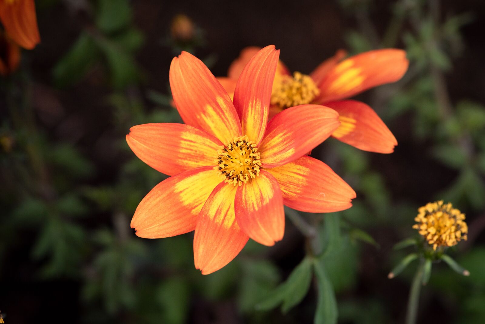 Nikon D750 sample photo. Flower, blossom, bloom photography