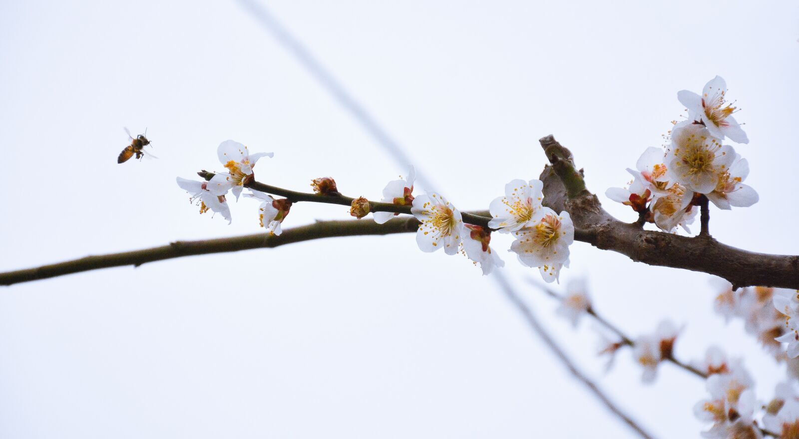 Nikon D7100 sample photo. Branch, tree, blue sky photography