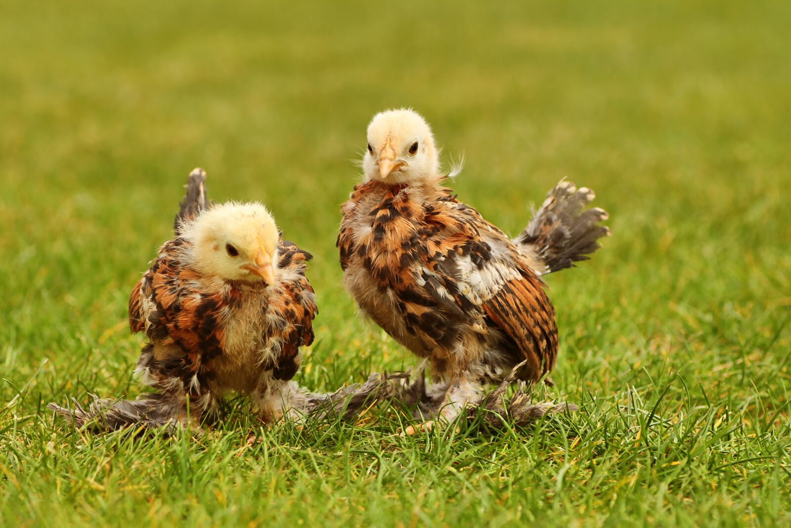 Tamron SP 90mm F2.8 Di VC USD 1:1 Macro sample photo. Chicks, easter chick, easter photography