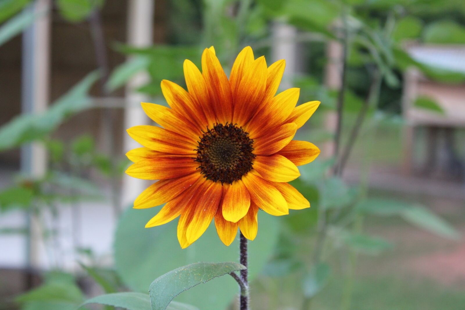 Canon EOS 550D (EOS Rebel T2i / EOS Kiss X4) sample photo. Nature, flora, flower photography