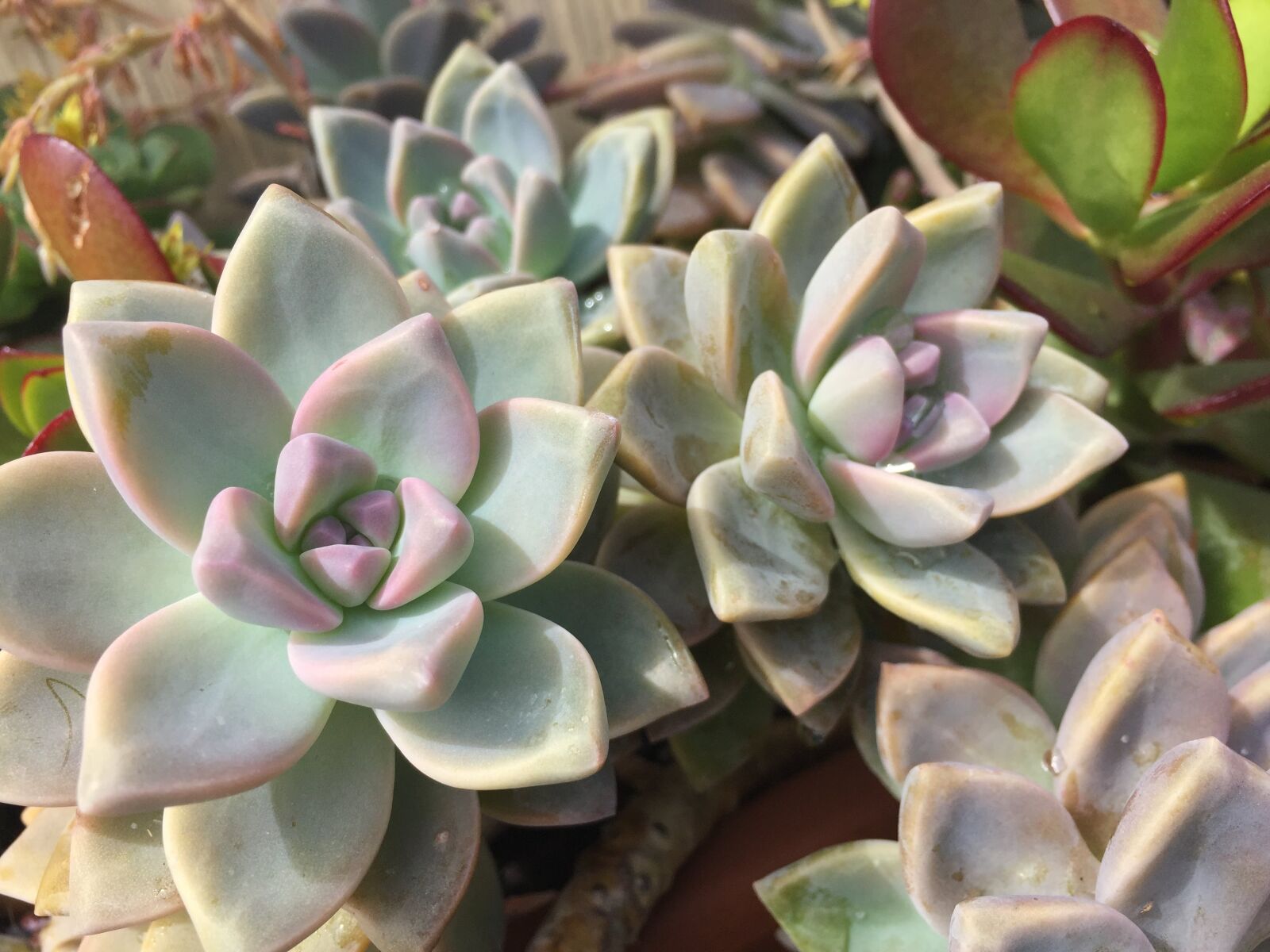 Apple iPhone 6 sample photo. Nature, flora, flower photography