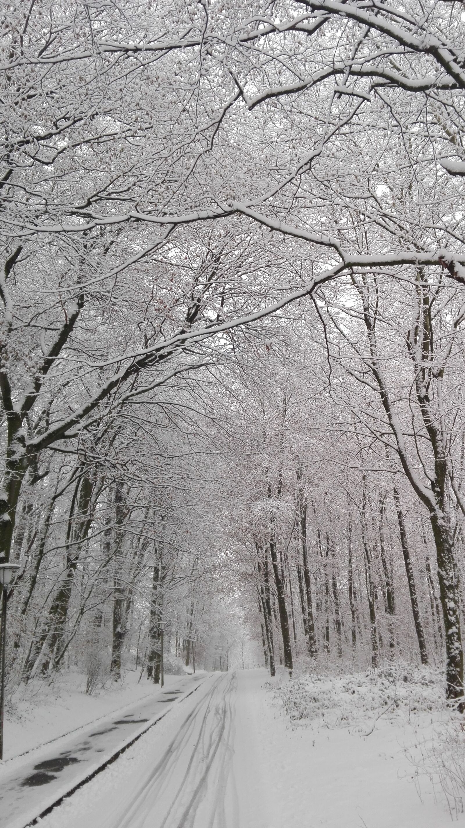 HUAWEI P8 Lite sample photo. Winter, forest, street photography