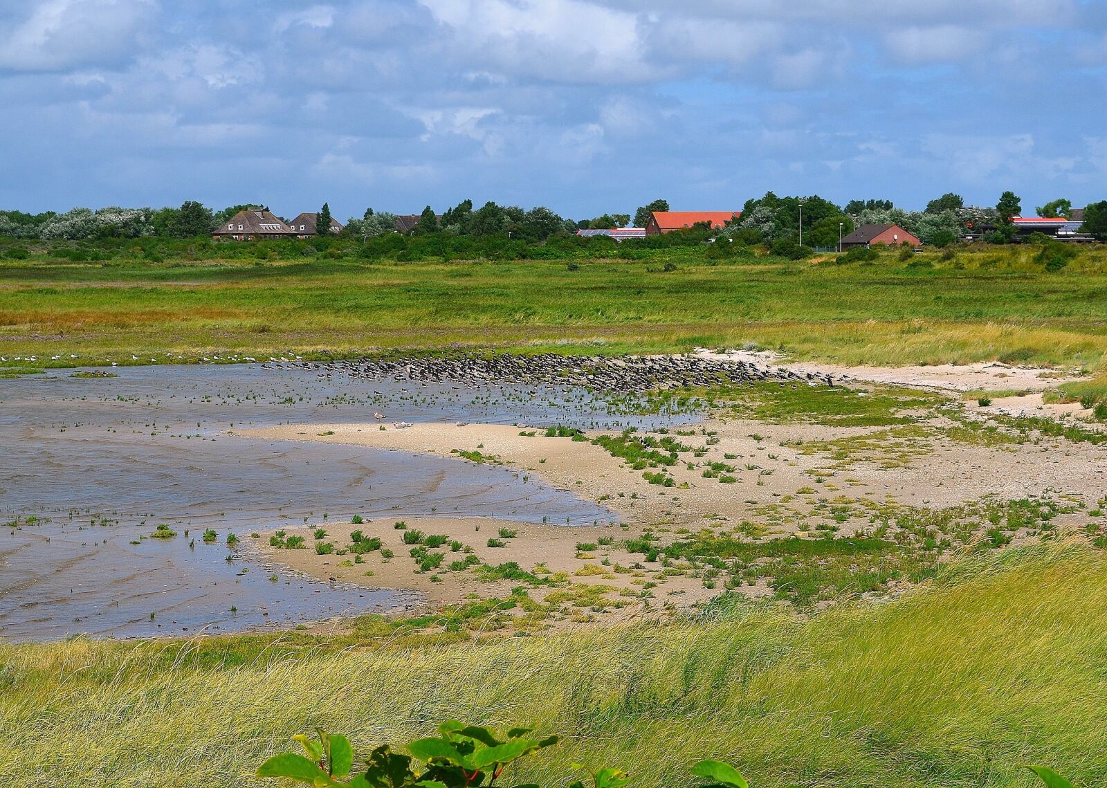 Nikon D5100 sample photo. Sea birds, watt meadow photography