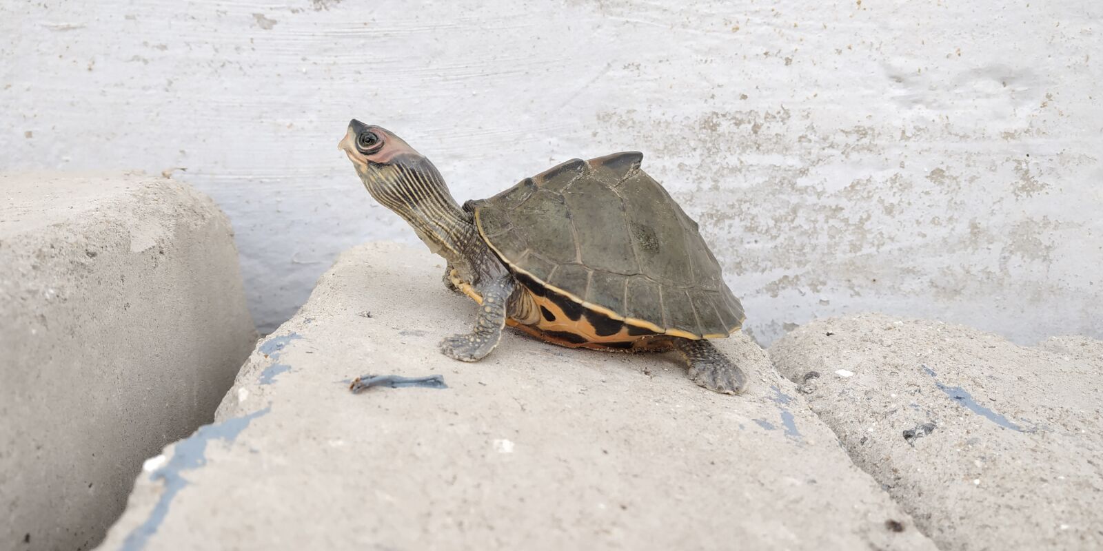 Xiaomi Redmi Note 5 Pro sample photo. Animal, turtle, wildlife photography