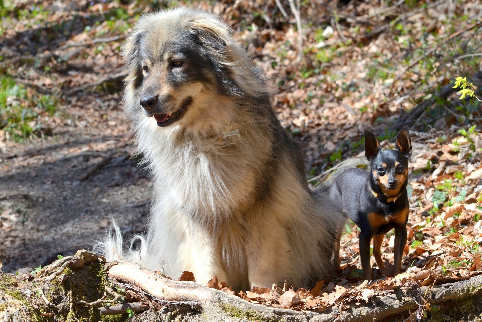 Nikon D5100 sample photo. Dogs, karst shepherd, prague photography