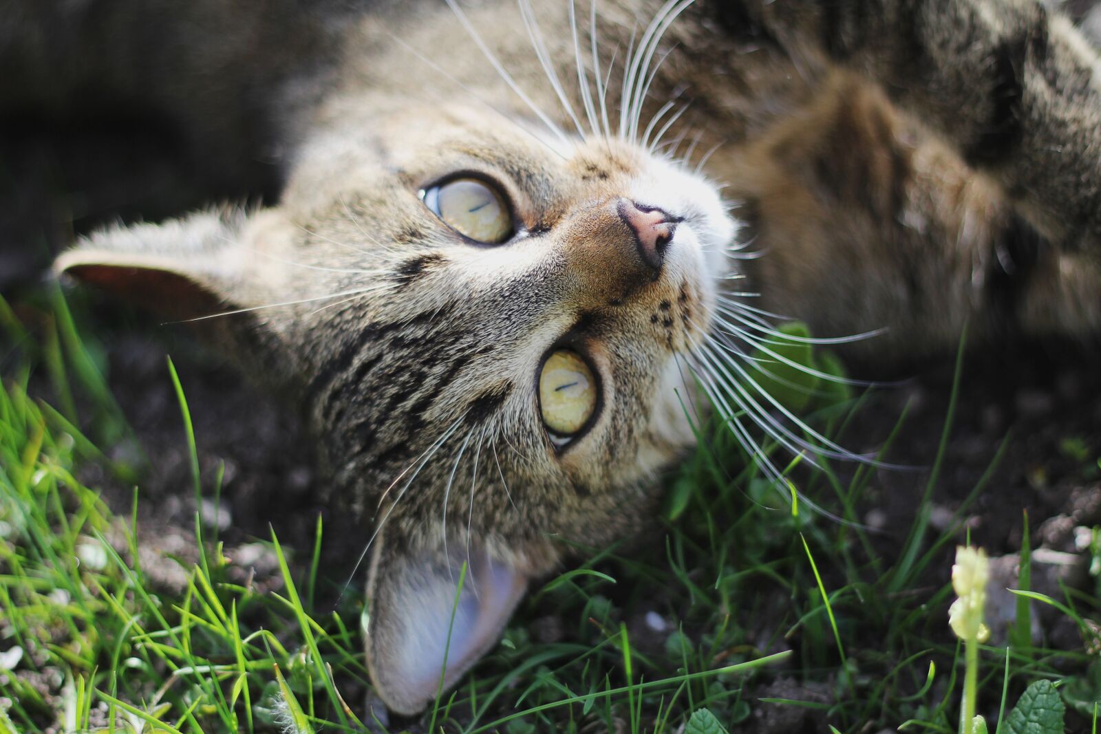 Canon EOS 60D sample photo. Cat, animal, nature photography