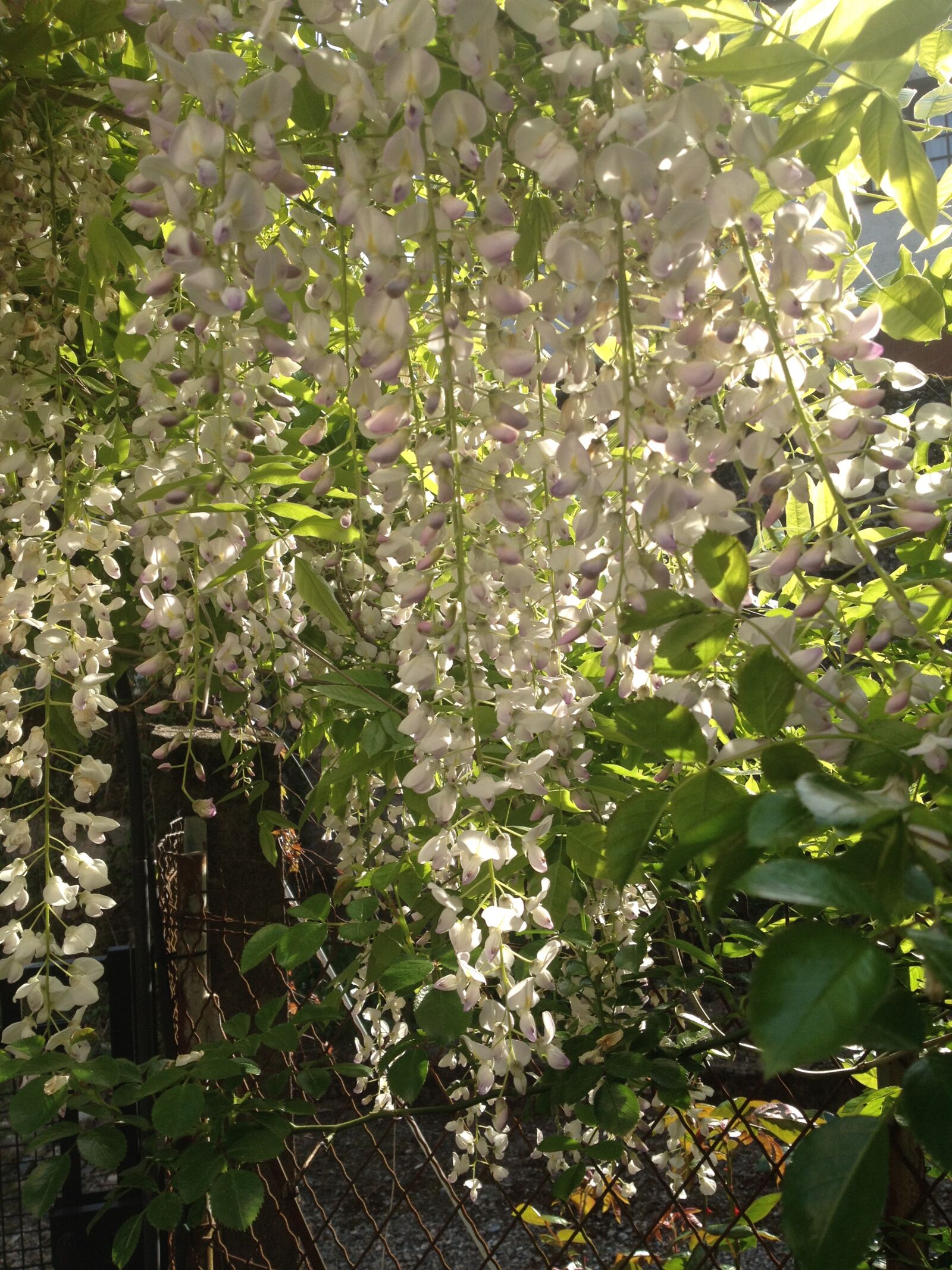 iPhone 4S back camera 4.28mm f/2.4 sample photo. Wisteria, flowers, garden photography