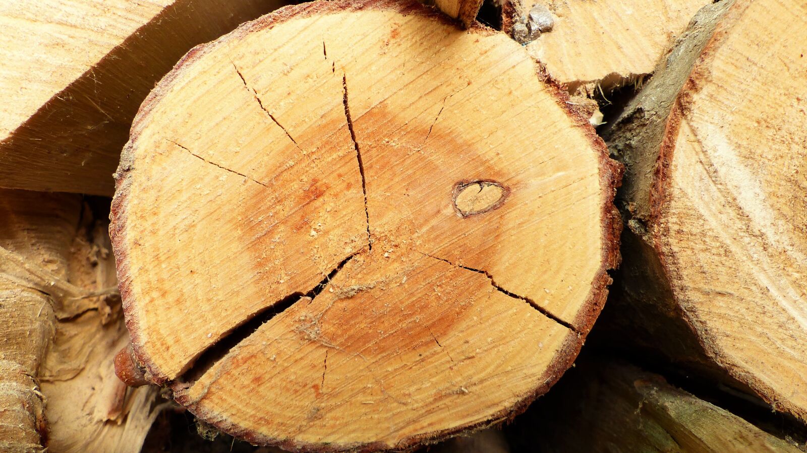 Panasonic Lumix DMC-FZ200 sample photo. Nature, wood, tree photography