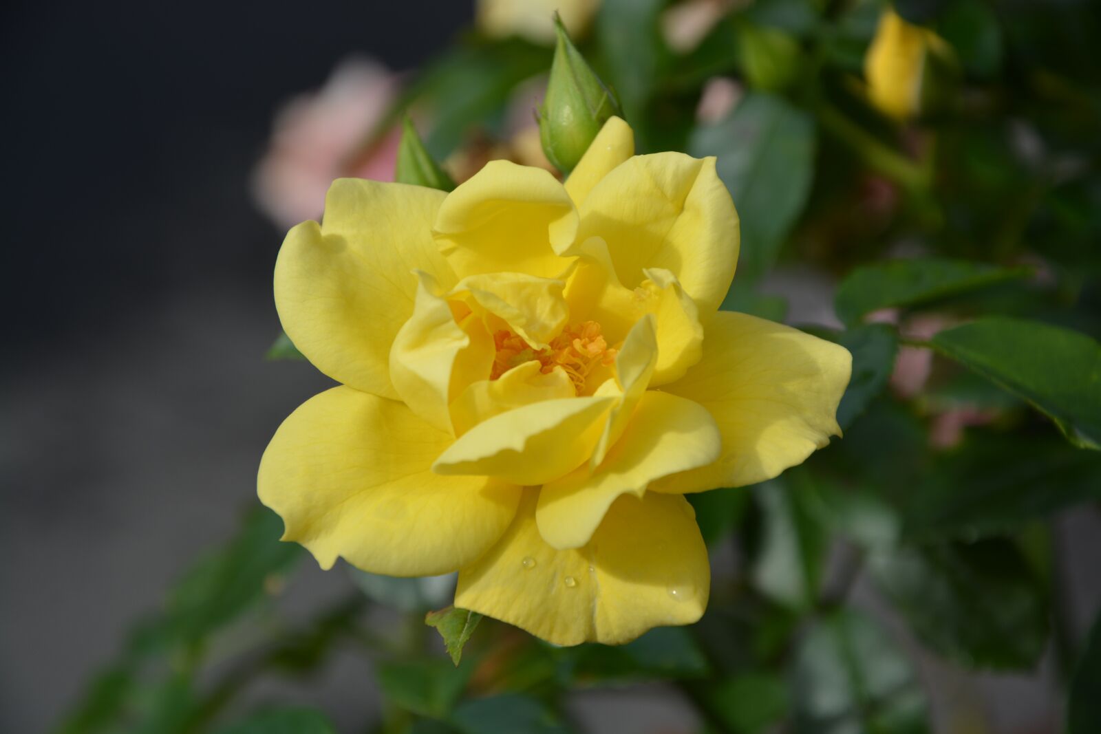 Nikon D5200 sample photo. Flower, yellow rose, bouquet photography