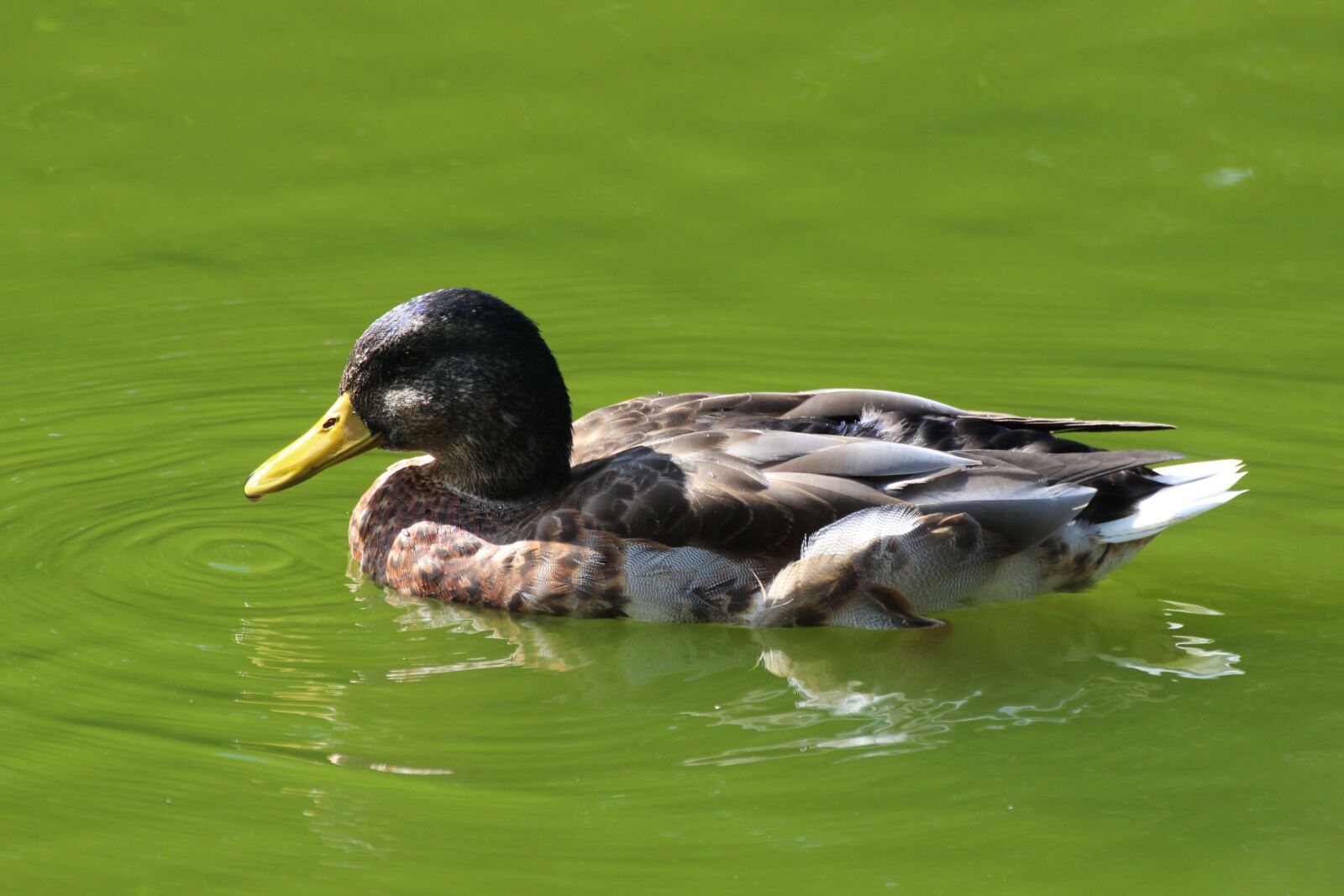 Canon EOS 700D (EOS Rebel T5i / EOS Kiss X7i) sample photo. Duck, water bird, bird photography