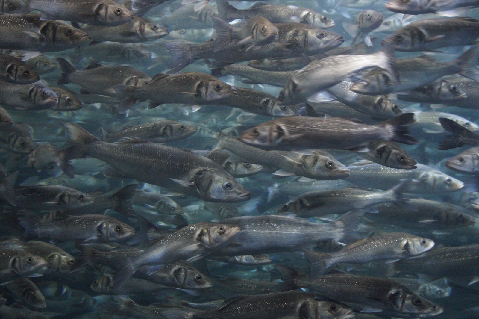 Sony SLT-A58 sample photo. Swarm, fish, fish swarm photography
