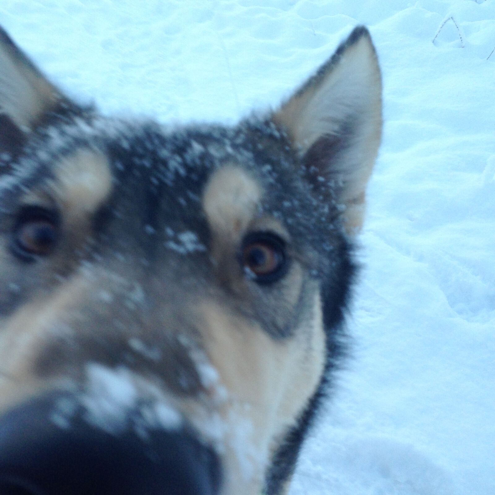 iPhone 5 back camera 4.12mm f/2.4 sample photo. Animal, dog, husky, play photography