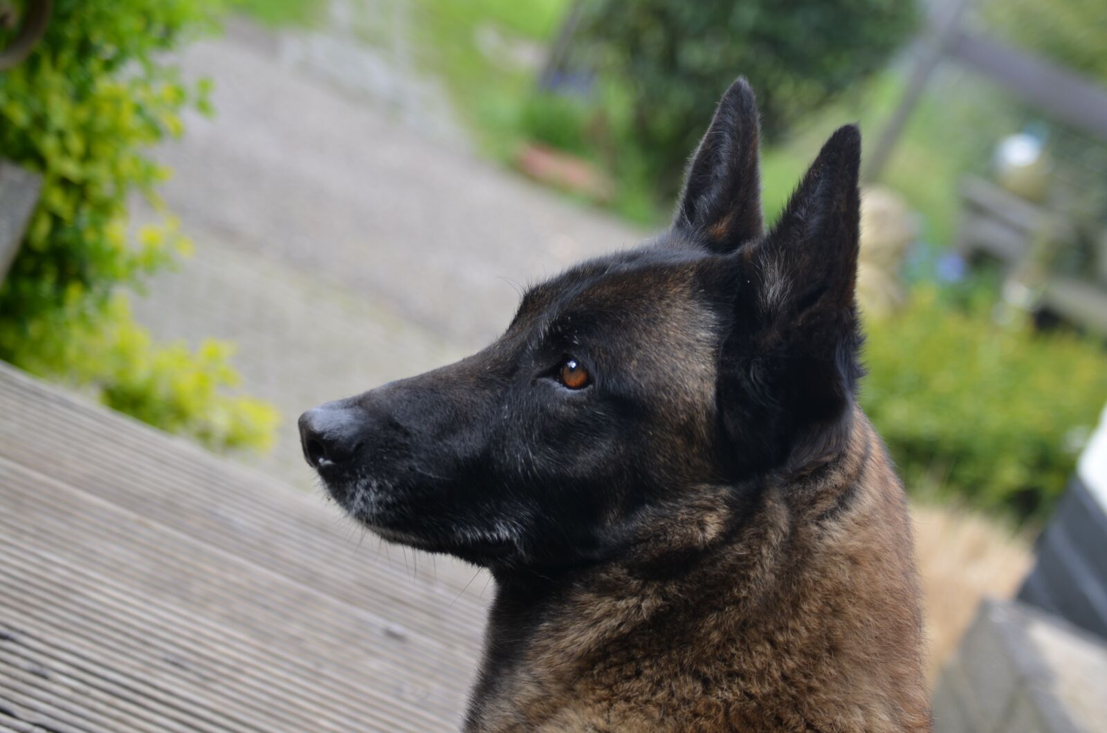 Nikon D5100 sample photo. Shepherd dog, belgian malinois photography