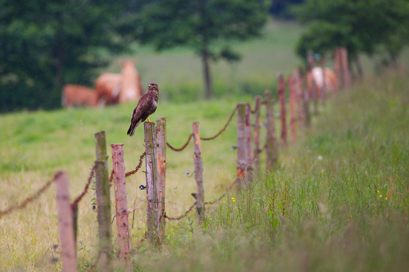 Canon EOS 6D sample photo. Nature, grass, fence photography