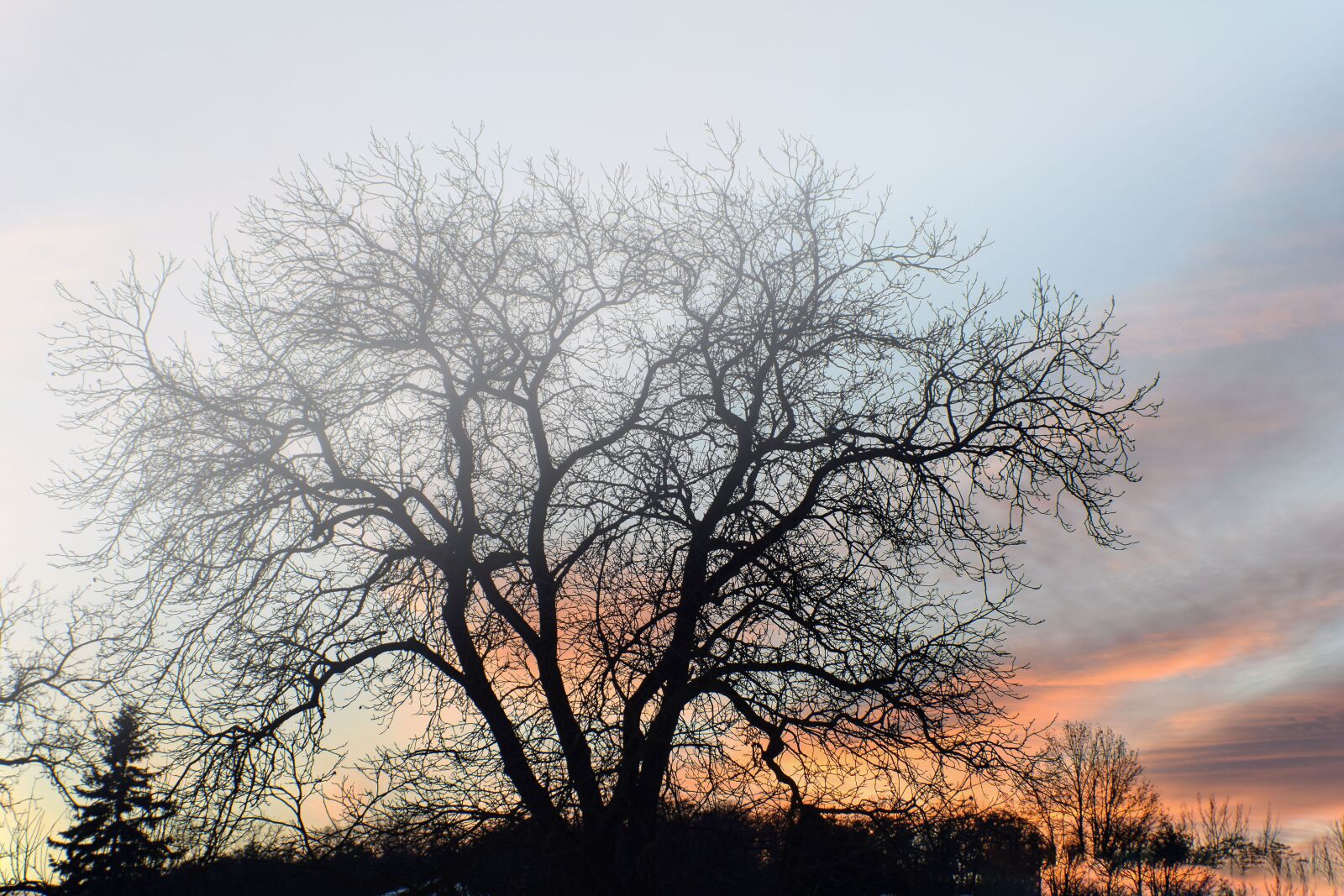 Nikon D5300 sample photo. Tree, the sky, nature photography