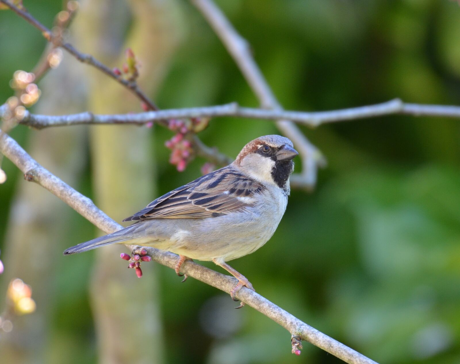 Nikon D5100 sample photo. Nature, oiseau, moineau photography