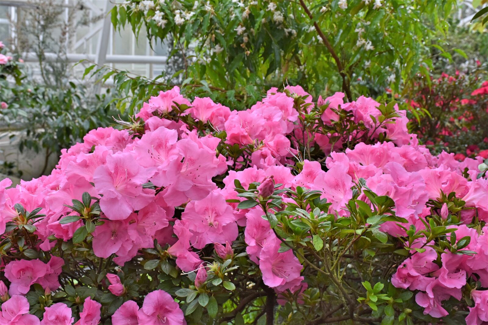 Nikon D7200 sample photo. Rhododendron, rhododendron buds, perennials photography