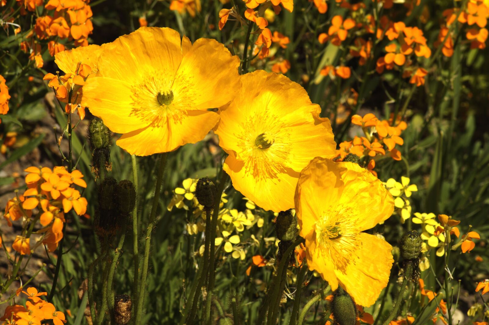 Sony SLT-A58 sample photo. Poppy, klatschmohn, alpine poppy photography