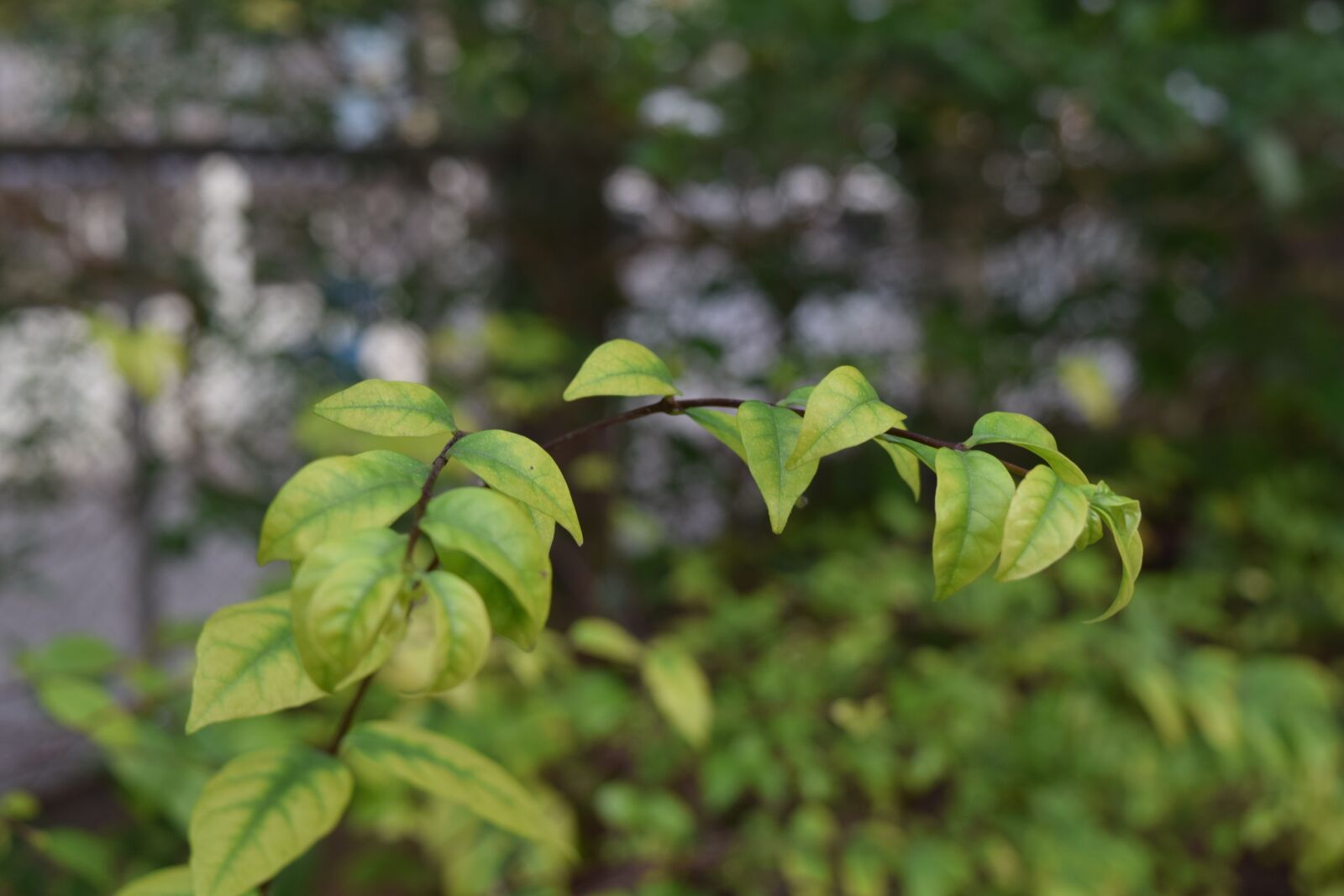 Nikon D3300 sample photo. Leaves, tree, green photography